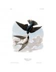 Tree Swallow